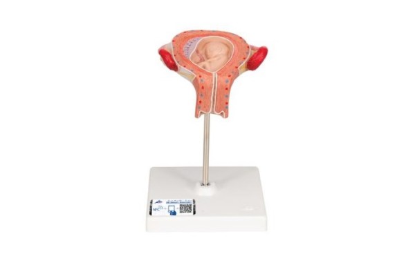 model zarodka, 3 miesiąc - 3b smart anatomy - 1000324 [l10/3] 3b scientific modele anatomiczne 2